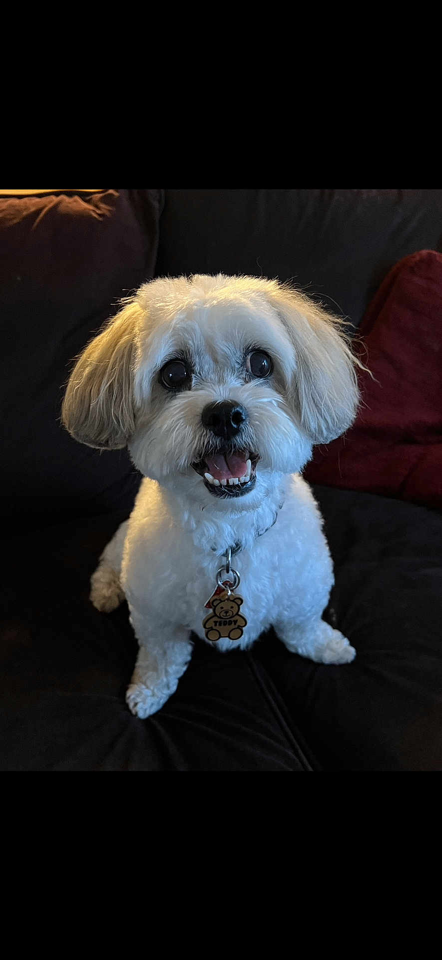 Teddy