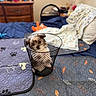 Osito joined the competition — help win amazing prizes! puppy, dog, bed, blanket, basket, mesh, furniture, room, indoor, cute, pet, small_dog, patterned, fabric, lamp, dresser, cozy, resting, animal, household
