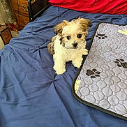Osito joined the competition — help win amazing prizes! puppy, dog, bed, blanket, mat, paw_prints, indoor, furniture, dresser, cute, small_dog, fluffy, fur, pet, animal, blue_bedspread, red_blanket, cozy, resting, young_animal