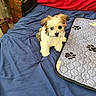 puppy, dog, bed, blanket, mat, paw_prints, indoor, furniture, dresser, cute, small_dog, fluffy, fur, pet, animal, blue_bedspread, red_blanket, cozy, resting, young_animal