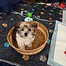 Osito joined the competition — help win amazing prizes! puppy, dog, basket, bed, blanket, paw_print, toy, indoor, cute, pet, training_pad, fur, small_dog, curious, animal, home, cozy, brown, white, furniture