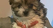 Osito joined the competition — help win amazing prizes! puppy, dog, fluffy, hand, pet, cute, animal, indoor, small, fur, white, brown, portrait, young, friendly, adorable, looking, holding, person, domestic