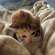Cubby And Princess is registered to the contest to win money with this photo: kitten, cat, calico_cat, orange_cat, blanket, cozy, snuggling, pet, animal, feline, indoor, soft_texture, cute, sleepy, young, fur, whiskers, paw, resting, warm