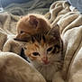 kitten, cat, calico_cat, orange_cat, blanket, cozy, snuggling, pet, animal, feline, indoor, soft_texture, cute, sleepy, young, fur, whiskers, paw, resting, warm