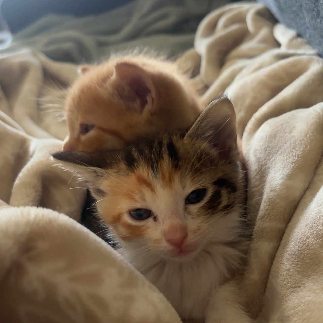 Cubby And Princess is registered to the contest to win money with this photo: animal, blanket, calico_cat, cat, cozy, cute, feline, fur, indoor, kitten, orange_cat, paw, pet, resting, sleepy, snuggling, soft_texture, warm, whiskers, young