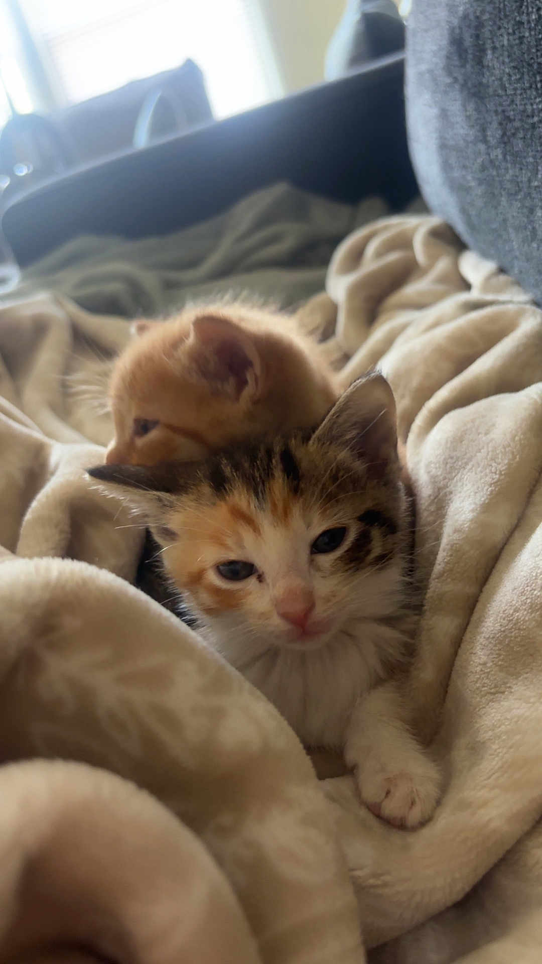 Cubby And Princess is registered to the contest to win money with this photo: kitten, cat, calico_cat, orange_cat, blanket, cozy, snuggling, pet, animal, feline, indoor, soft_texture, cute, sleepy, young, fur, whiskers, paw, resting, warm