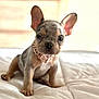 adorable, animal, bedroom, blanket, closeup, collar, cute, dog, domestic_animal, ears, french_bulldog, indoor, pet, portrait, puppy, sitting, soft_light, spotted, white, young