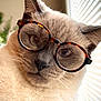cat, siamese_cat, glasses, window_blinds, whiskers, close_up, indoor, pet, feline, light, fur, face, portrait, cute, animal, domestic_animal, eyewear, soft_light, whisker, ears