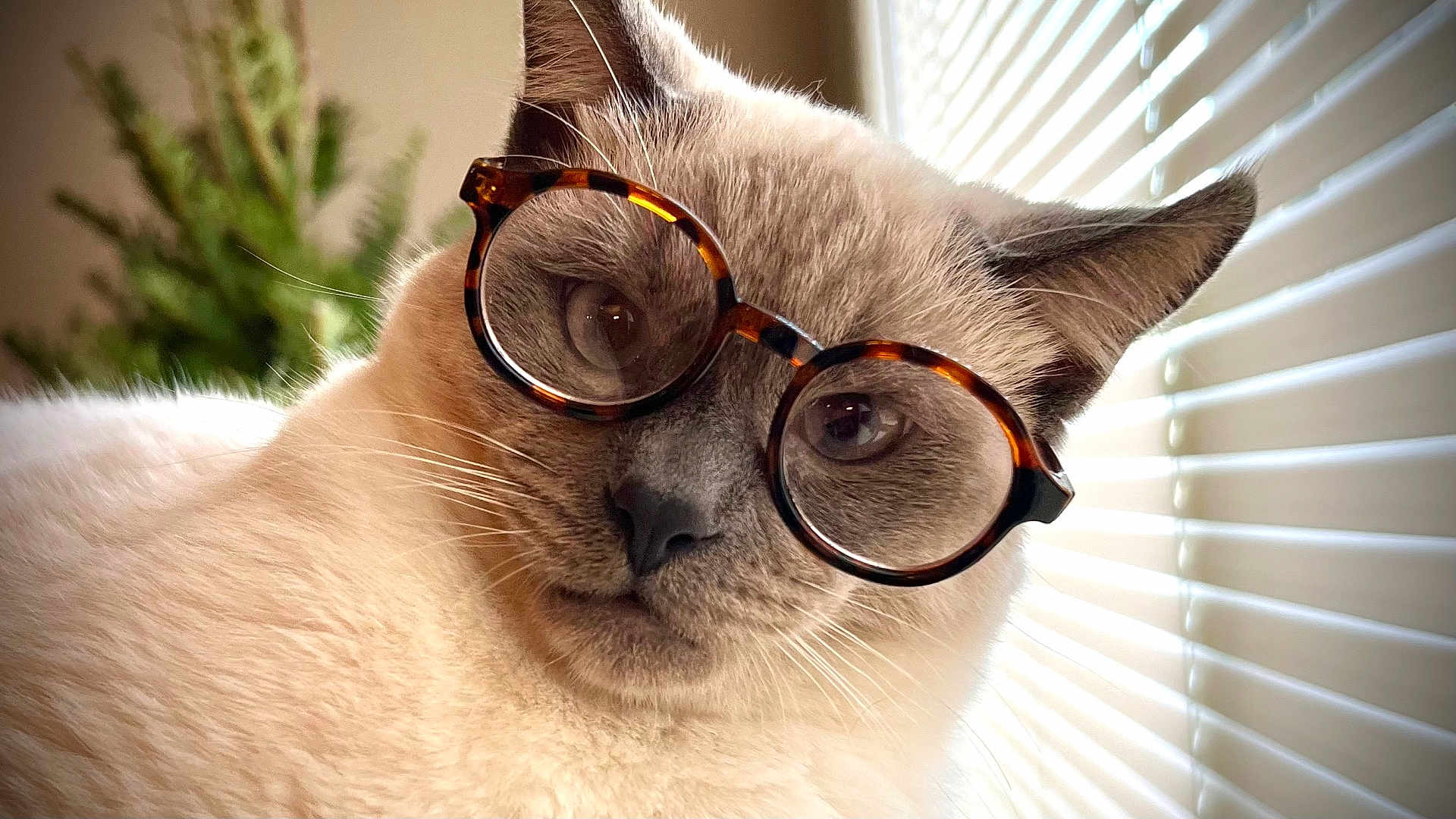 Dbo is registered to the contest to win money with this photo: cat, siamese_cat, glasses, window_blinds, whiskers, close_up, indoor, pet, feline, light, fur, face, portrait, cute, animal, domestic_animal, eyewear, soft_light, whisker, ears