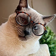 Dbo joined the competition — help win amazing prizes! cat, glasses, tortoiseshell, face, ears, whiskers, fur, indoor, pet, closeup, portrait, animal, cute, relaxed, soft, beige, green, perch, looking, eyes