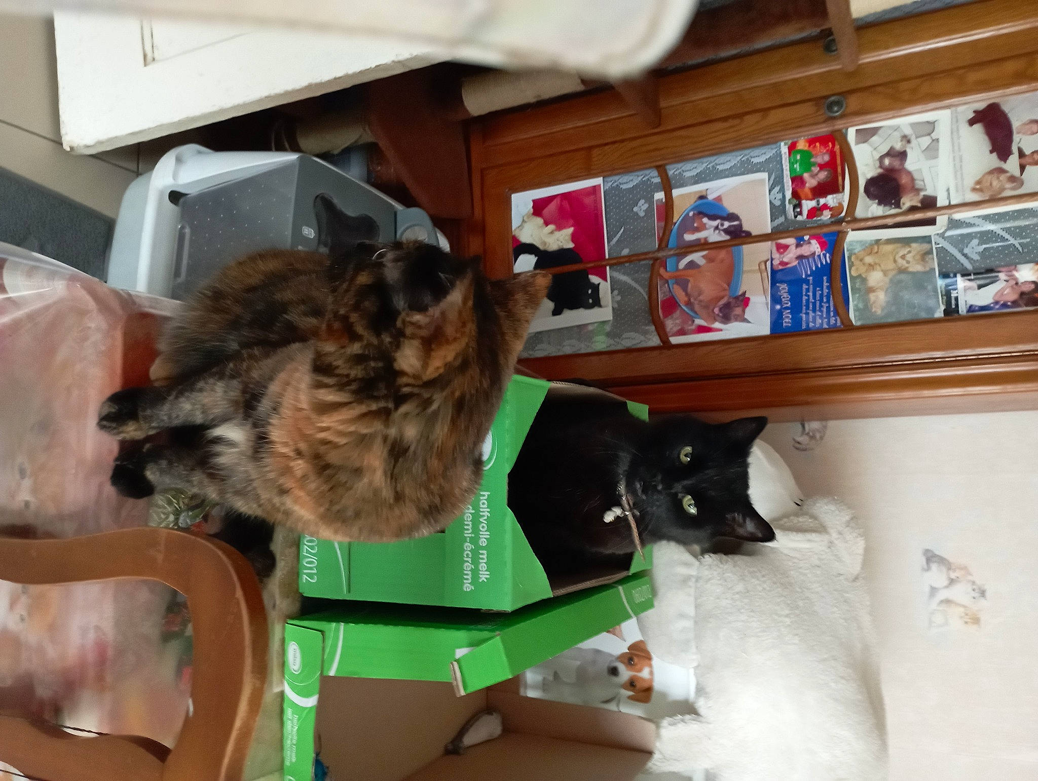 Sonia participe au concours pour gagner de l'argent avec cette photo : bookcase, box, canidae, cardboard, carnivore, cat, companion_dog, dog_breed, domestic_short_haired_cat, felidae, fur, picture_frame, room, shelf, shelving, small_to_medium_sized_cats, sporting_group, tail, whiskers, wood