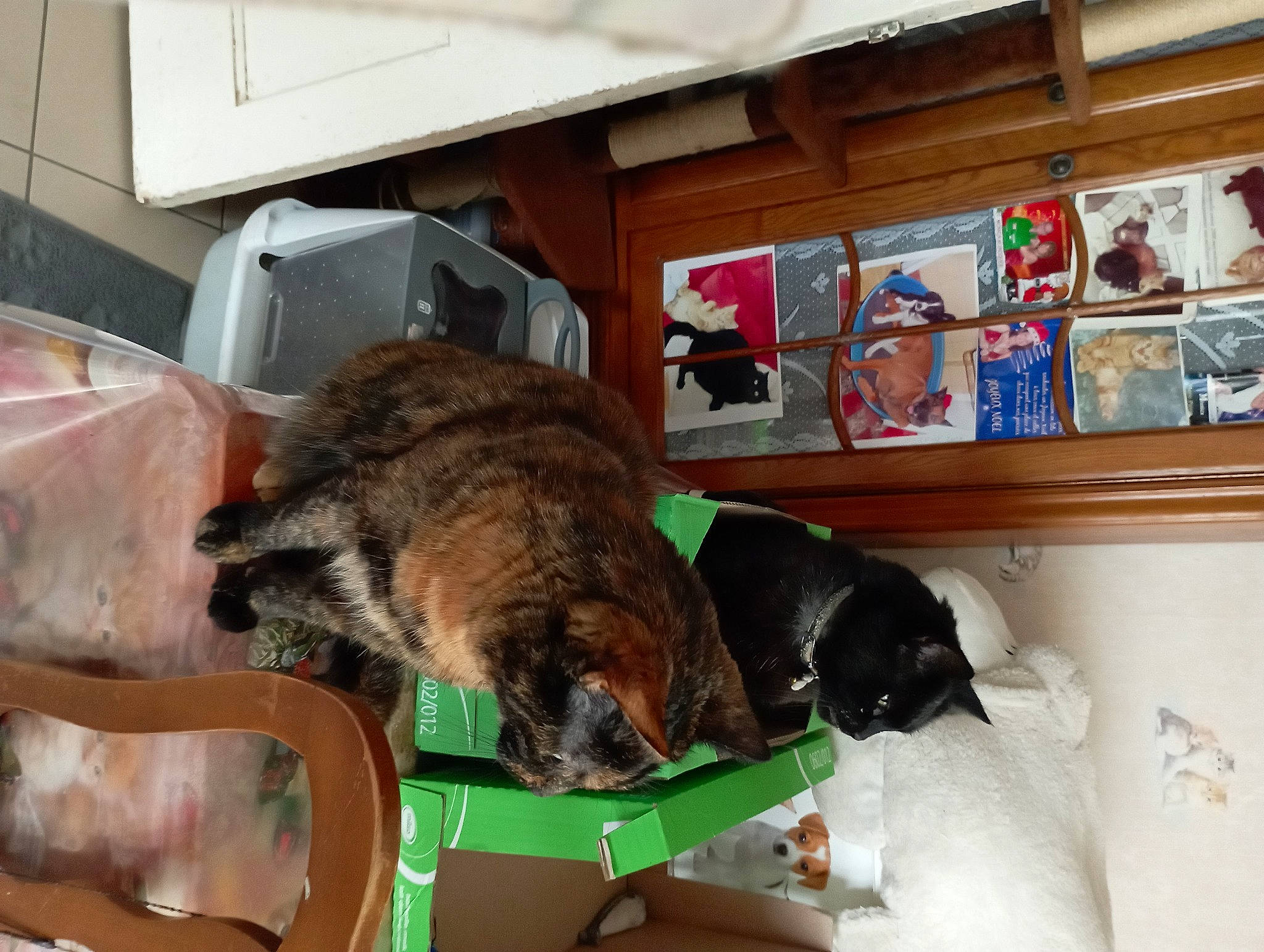 Frimous a rejoint le concours — aidez-le/la à gagner de superbes lots ! art, bookcase, box, carnivore, collar, comfort, companion_dog, dog, dog_breed, fawn, felidae, fur, picture_frame, room, shelf, shelving, small_to_medium_sized_cats, snout, sporting_group, working_animal