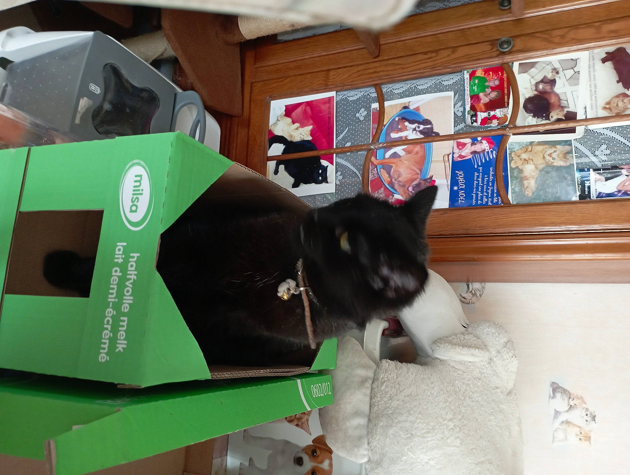 Frimous a rejoint le concours — aidez-le/la à gagner de superbes lots ! black_cat, box, cardboard, carnivore, carton, cat, comfort, domestic_short_haired_cat, felidae, office_supplies, packaging_and_labeling, paper_product, picture_frame, room, shipping_box, small_to_medium_sized_cats, table, tail, whiskers, window