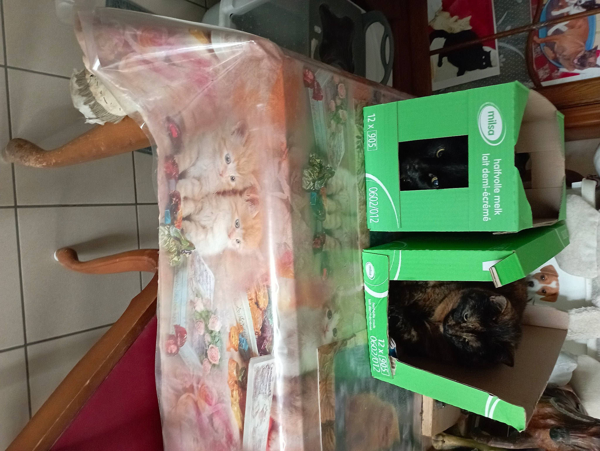 Frimous participe au concours pour gagner de l'argent avec cette photo : art, green, machine, magenta, pet_supply, plastic, room, visual_arts, wood