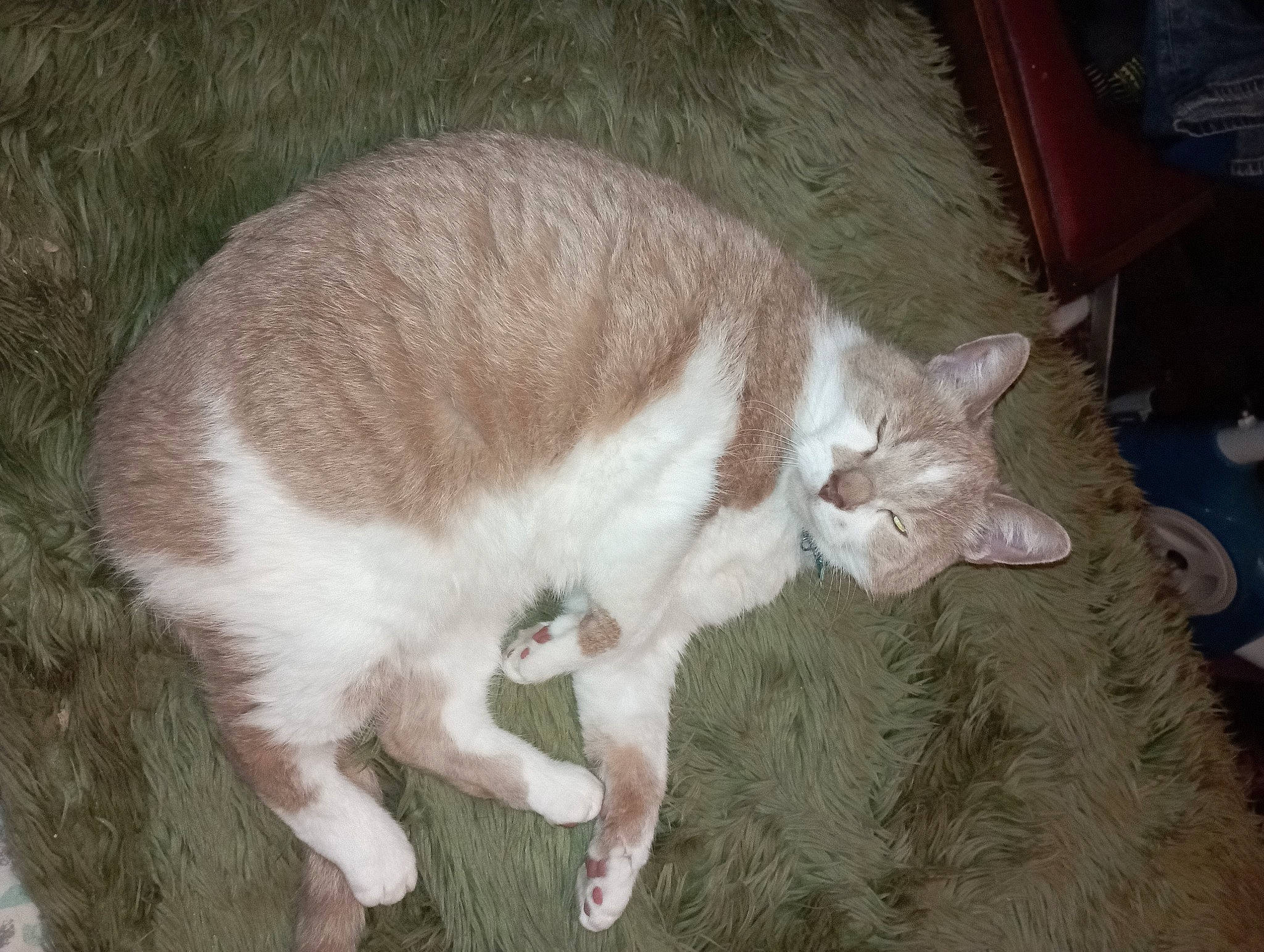 Noa participe au concours pour gagner de l'argent avec cette photo : carnivore, cat, claw, domestic_short_haired_cat, eye, fawn, felidae, fur, grass, paw, small_to_medium_sized_cats, snout, tail, terrestrial_animal, whiskers