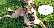 Paco a rejoint le concours — aidez-le/la à gagner de superbes lots ! accessories, animal, barefoot, bulldog, canine, dog, germanshepherd, grass, greatdane, lawn, leash, person, pet, plant, policedog, strap, sword, walking, walkingdog, weapon
