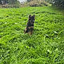 Arès a rejoint le concours — aidez-le/la à gagner de superbes lots ! dog, puppy, german_shepherd, grass, field, greenery, trees, outdoor, nature, sky, cloudy, playful, animal, young_dog, cute, pet, fur, ears, tongue_out, sitting