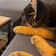 Arès participe au concours pour gagner de l'argent avec cette photo : dog, puppy, fur, paws, couch, gray_couch, indoor, pet, animal, relaxing, side_view, close_up, ears, snout, looking_away, domestic, young_dog, canine, cozy, resting