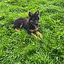 Arès participe au concours pour gagner de l'argent avec cette photo : dog, puppy, german_shepherd, grass, greenery, outdoor, nature, animal, pet, tongue_out, lying_down, field, happy, canine, fur, ears, snout, young, summer, playful