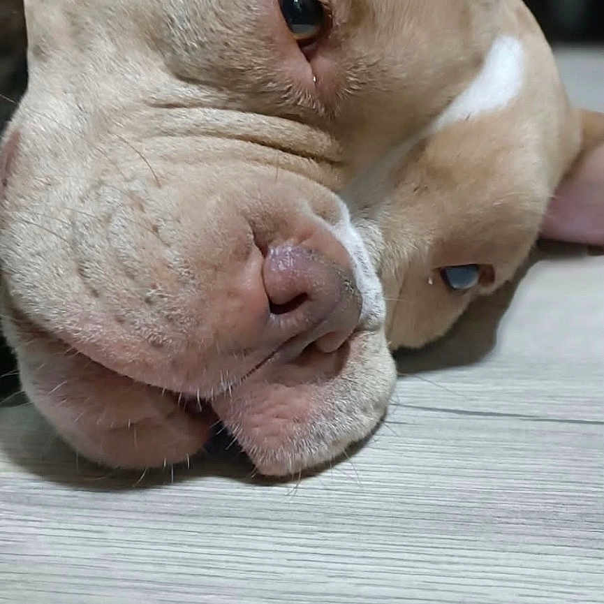 Nala