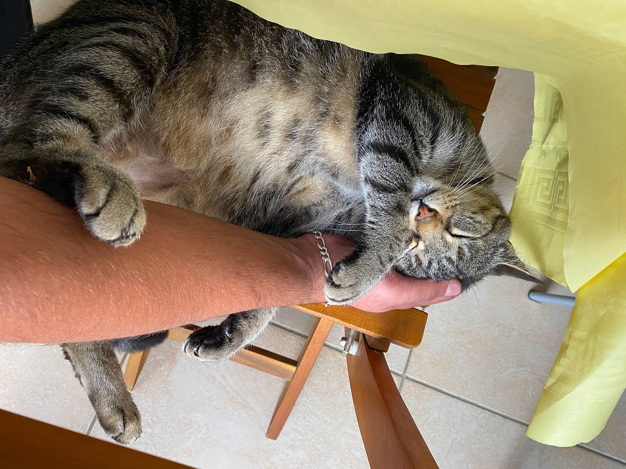 Jerry participe au concours pour gagner de l'argent avec cette photo : carnivore, cat, claw, comfort, domestic_short_haired_cat, felidae, foot, fur, hand, human_leg, nail, paw, small_to_medium_sized_cats, snout, tail, terrestrial_animal, thigh, whiskers, wood, wrist