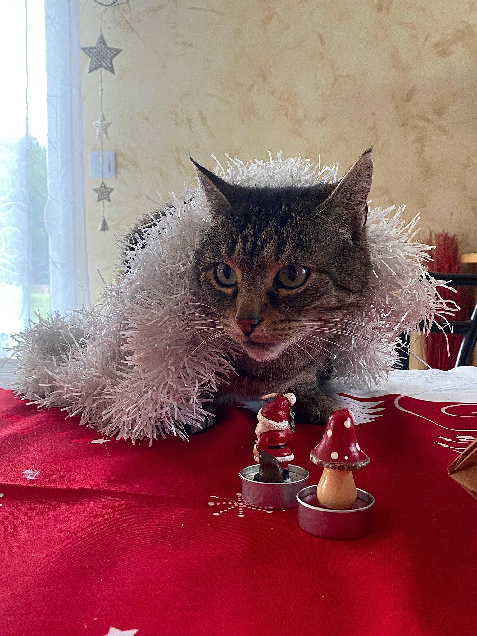 Jerry a rejoint le concours — aidez-le/la à gagner de superbes lots ! carnivore, cat, christmas, cup, domestic_short_haired_cat, drinkware, event, felidae, fur, holiday, linens, plant, serveware, small_to_medium_sized_cats, table, tablecloth, tableware, tail, tree, whiskers