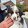 animal, brick_house, calm, closeup, cloudy_sky, cute, dog, domestic_animal, fence, fluffy, gray_jacket, mammal, outdoor, person_hand, pet, pink_nose, portrait, puppy, window, young