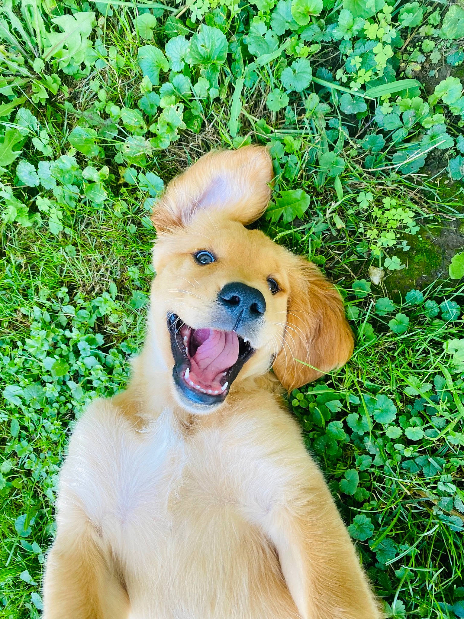 Pixie Moon joined the competition — help win amazing prizes! canidae, carnivore, companion_dog, dog, dog_breed, dog_collar, fang, fawn, grass, groundcover, happy, liver, people_in_nature, plant, retriever, smile, snout, sporting_group, whiskers, working_animal