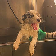 Versace participe au concours pour gagner de l'argent avec cette photo : dog, wet, bath, metal_tub, green_towel, tongue_out, excited, pet, animal, indoor, fur, paws, leash, striped_sleeve, supporting_hand, canine, mouth_open, happy, looking_out, bath_time