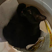 Horus a rejoint le concours — aidez-le/la à gagner de superbes lots ! animal, beverage, blackcat, bowl, can, canine, cat, coffee, coffeecup, dog, furniture, hardwood, head, kitten, mixingbowl, person, pet, saucer, text, wood