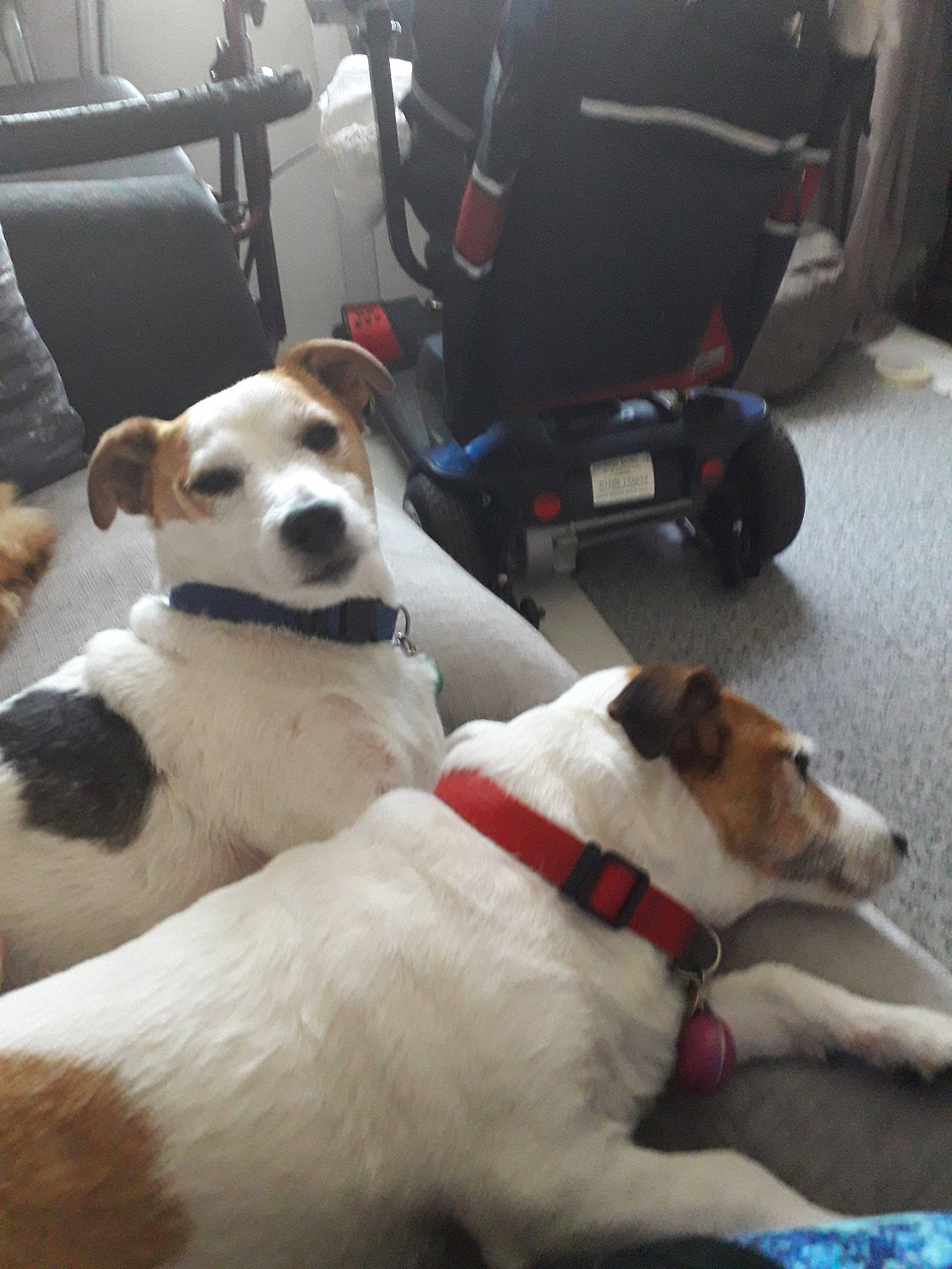 Boyo is registered to the contest to win money with this photo: canidae, carnivore, companion_dog, danish_swedish_farmdog, dog, dog_breed, ear, fox_terrier, jack_russell_terrier, mammal, parson_russell_terrier, puppy, rare_breed_dog, russell_terrier, smooth_fox_terrier, snout, tenterfield_terrier, vertebrate