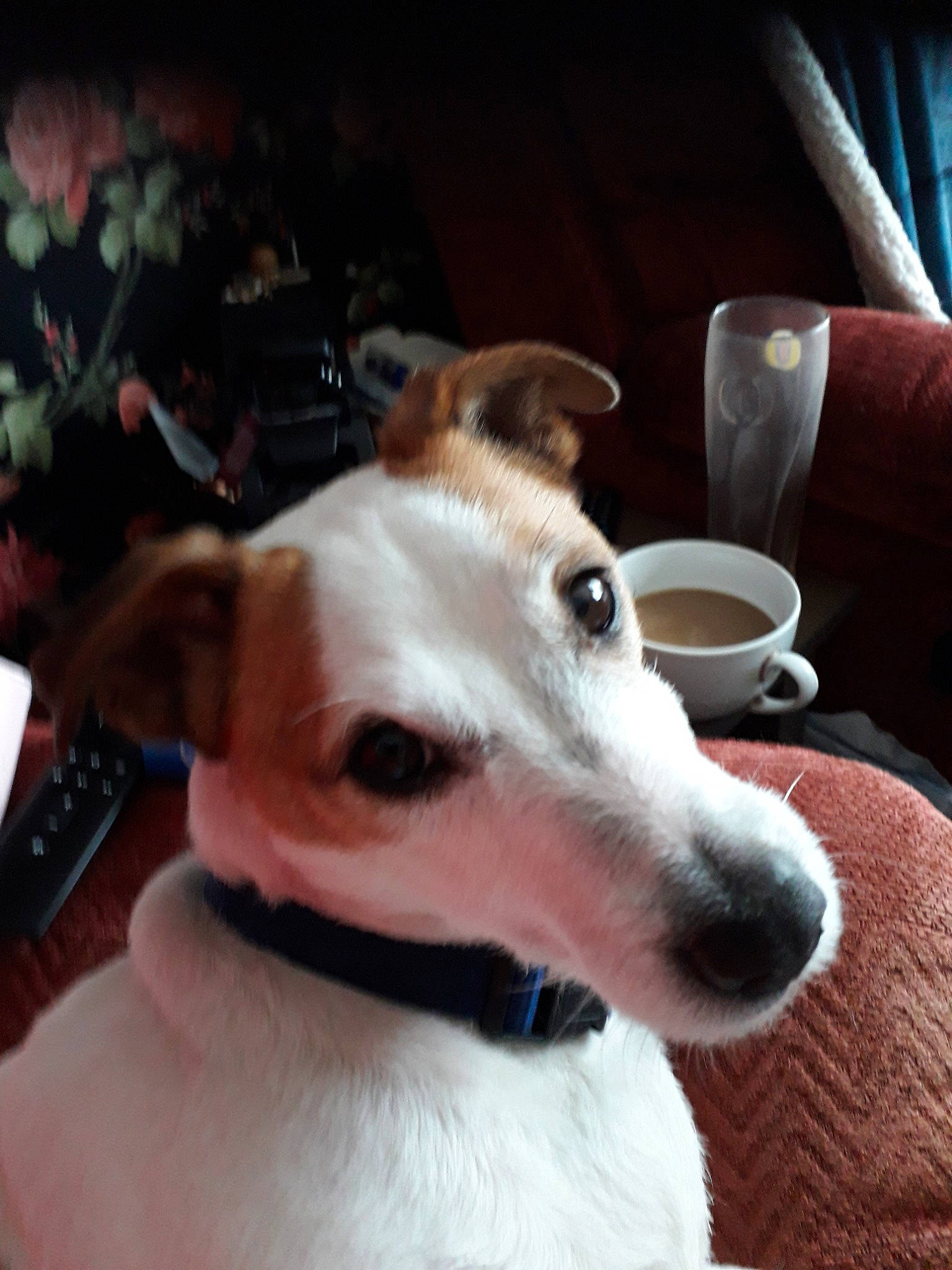 Boyo joined the competition — help win amazing prizes! canidae, carnivore, companion_dog, dog, dog_breed, fox_terrier, greyhound, hortaya_borzaya, italian_greyhound, lurcher, magyar_agar, mammal, rare_breed_dog, russell_terrier, smooth_fox_terrier, snout, tenterfield_terrier, vertebrate, whippet, whiskers