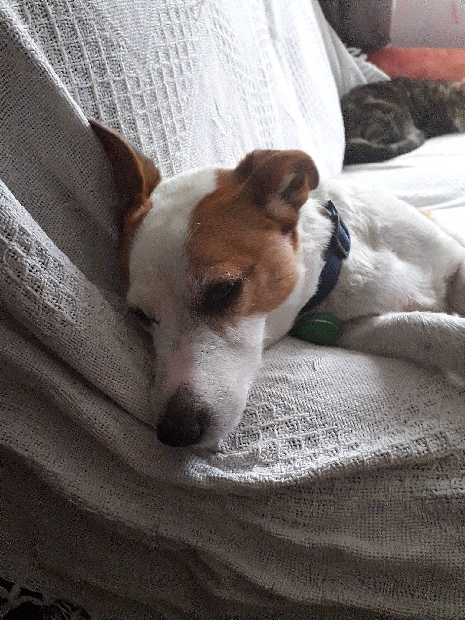 Boyo is registered to the contest to win money with this photo: canidae, carnivore, companion_dog, danish_swedish_farmdog, dog, dog_breed, feist, fox_terrier, irishjacks, mammal, miniature_fox_terrier, parson_russell_terrier, rat_terrier, russell_terrier, smooth_fox_terrier, snout, teddy_roosevelt_terrier, tenterfield_terrier, treeing_feist, vertebrate