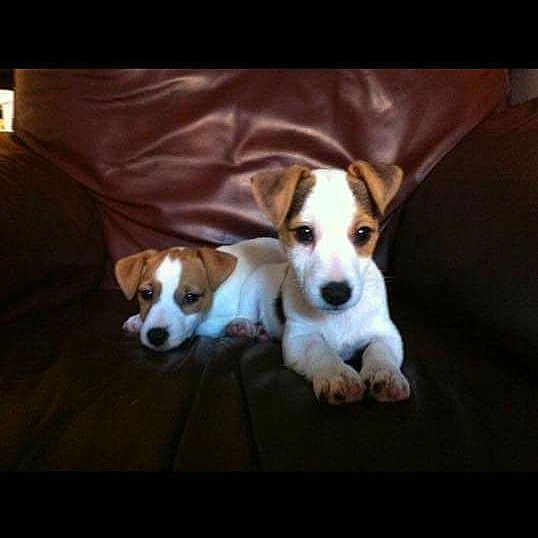 Bella N Boyo