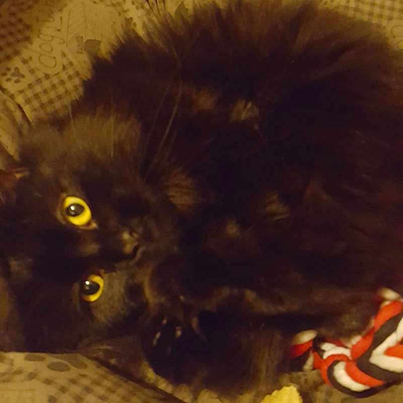 Hankie Pankie is registered to the contest to win money with this photo: black_cat, british_longhair, carnivore, cat, fawn, felidae, fur, kitten, norwegian_forest_cat, persian, small_to_medium_sized_cats, tail, whiskers