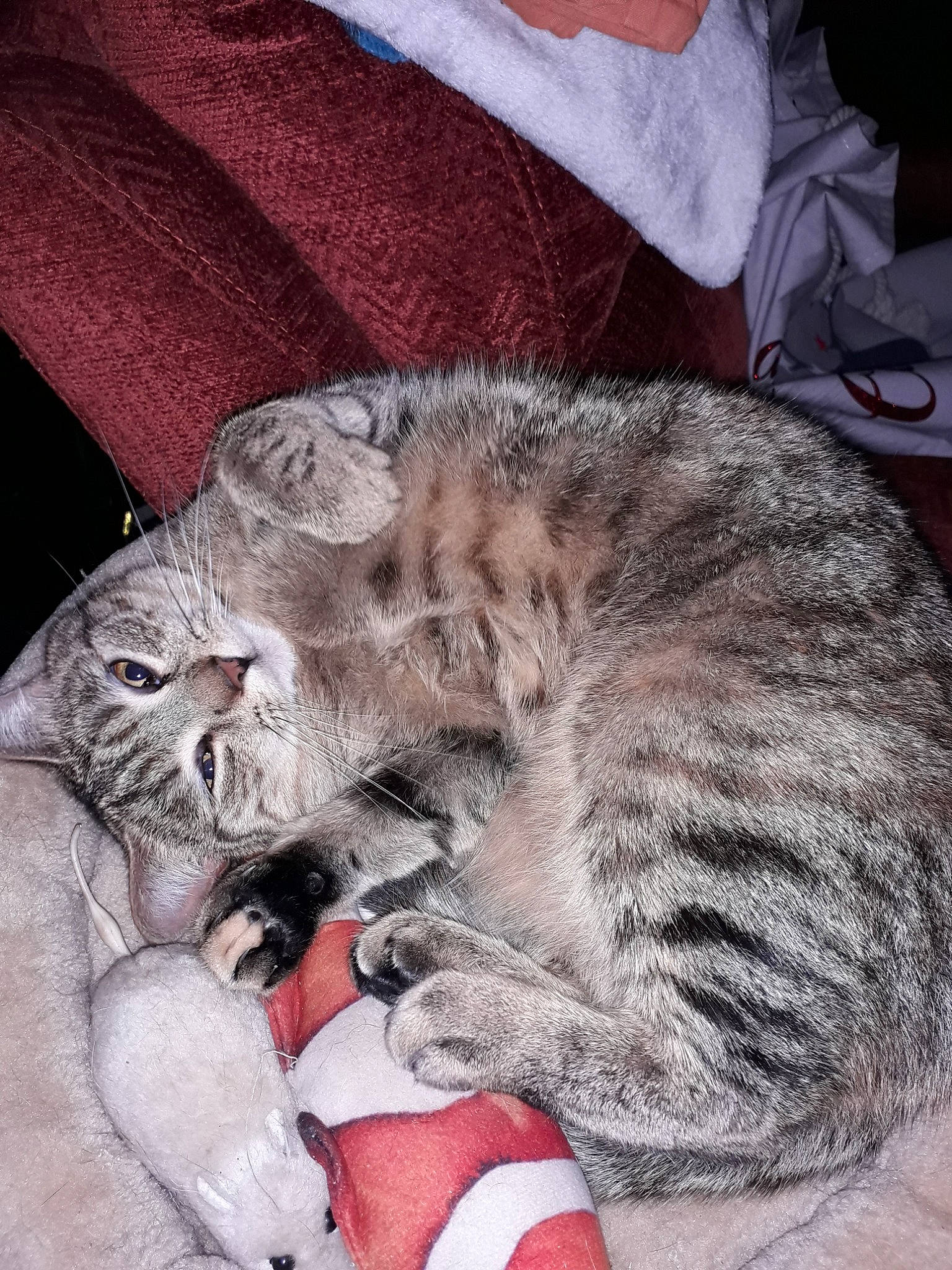 Millie Moo Moomin joined the competition — help win amazing prizes! asian, carnivore, cat, claw, domestic_short_haired_cat, dragon_li, ear, egyptian_mau, european_shorthair, felidae, fur, hug, kitten, nap, pixie_bob, sleep, small_to_medium_sized_cats, snout, tabby_cat, whiskers