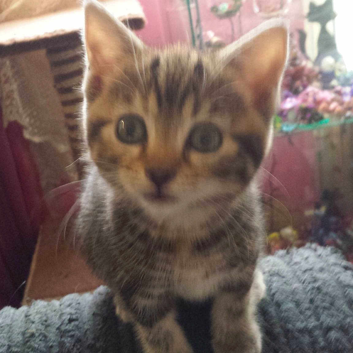 Mollie Moo