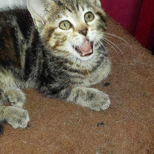 Mollie Moo