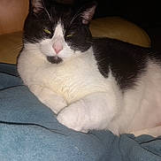 Tokyo a rejoint le concours — aidez-le/la à gagner de superbes lots ! animal, black_and_white, blanket, cat, close_up, comfortable, couch, domestic, feline, fur, indoor, mammal, paw, pet, pink_nose, portrait, relaxed, resting, sleepy, whiskers
