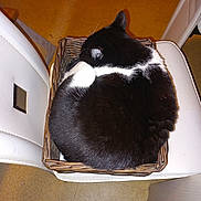 Tokyo participe au concours pour gagner de l'argent avec cette photo : cat, black_and_white, sleeping, basket, chair, indoor, furniture, pet, cozy, curled_up, whiskers, fur, domestic_cat, resting, home, cute, animal, relaxation, white_chair, wicker