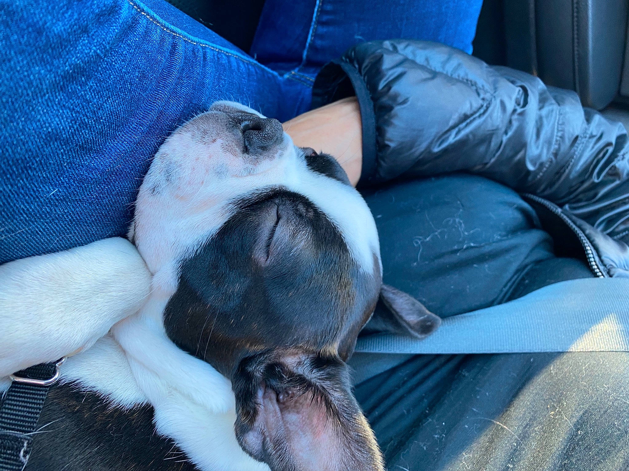 Milo joined the competition — help win amazing prizes! canidae, carnivore, comfort, companion_dog, denim, dog, dog_breed, fawn, leather, molosser, non_sporting_group, old_english_bulldog, paw, puppy, skin, snout, sporting_group, whiskers, working_animal, working_dog