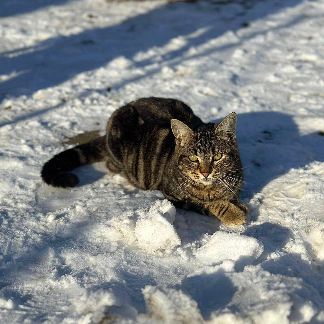 Simba a rejoint le concours — aidez-le/la à gagner de superbes lots ! angora, animal, bench, cat, face, furniture, head, ice, kitten, manx, nature, outdoors, person, pet, photography, rock, sky, snow, soil, winter