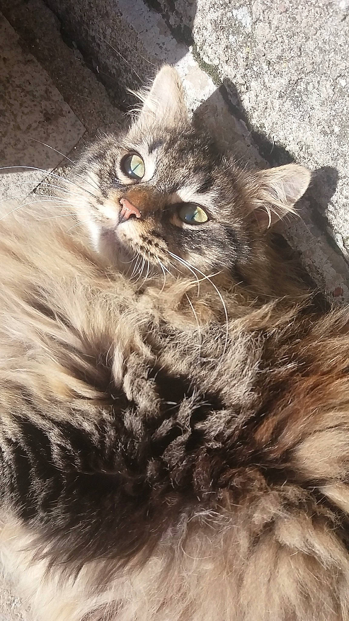 Neko a rejoint le concours — aidez-le/la à gagner de superbes lots ! asian_semi_longhair, british_longhair, british_semi_longhair, carnivore, cat, domestic_long_haired_cat, european_shorthair, eye, felidae, fur, kitten, maine_coon, mammal, norwegian_forest_cat, siberian, small_to_medium_sized_cats, snout, tabby_cat, whiskers, wild_cat