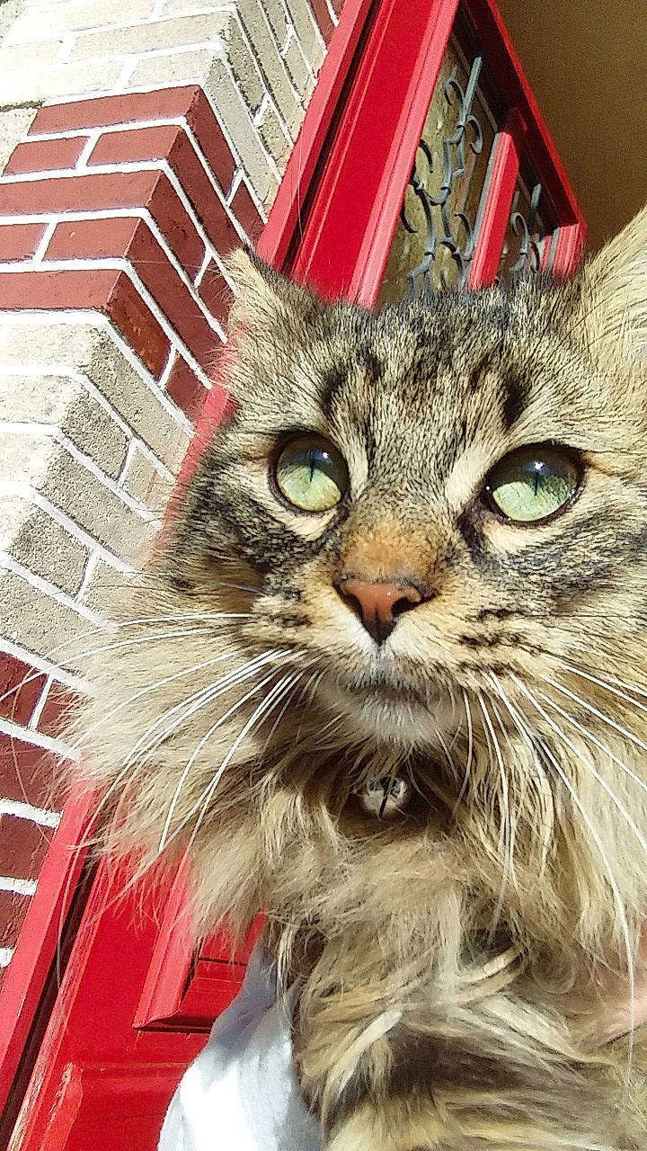 Neko participe au concours pour gagner de l'argent avec cette photo : asian, carnivore, cat, domestic_long_haired_cat, domestic_short_haired_cat, dragon_li, european_shorthair, eye, felidae, kitten, maine_coon, mammal, norwegian_forest_cat, pixie_bob, siberian, small_to_medium_sized_cats, snout, tabby_cat, whiskers, wild_cat