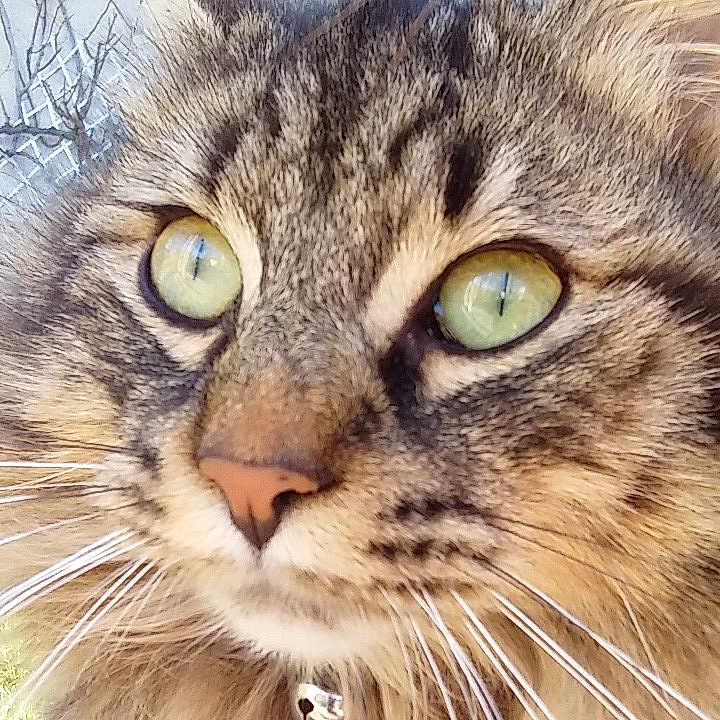 Neko