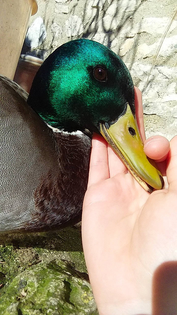 Oslo a rejoint le concours — aidez-le/la à gagner de superbes lots ! _geese_and_swans, american_black_duck, beak, bird, duck, ducks, livestock, mallard, neck, northern_shoveler, pato, seaduck, water_bird, waterfowl