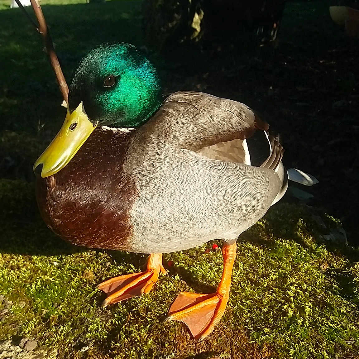 Oslo participe au concours pour gagner de l'argent avec cette photo : _geese_and_swans, adaptation, american_black_duck, beak, bird, duck, ducks, grass, livestock, mallard, organism, pato, plant, pond, sky, tree, water_bird, waterfowl, wildlife