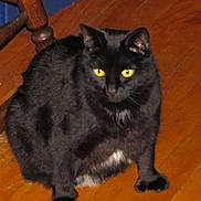 Jack joined the competition — help win amazing prizes! black_cat, cat, animal, pet, yellow_eyes, wooden_floor, indoor, feline, sitting, curious, chair_leg, fur, whiskers, domestic_cat, mammal, closeup, household, eye_contact, black_fur, floor