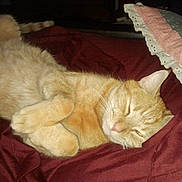 Caesar is registered to the contest to win money with this photo: cat, orange_cat, sleeping, curled_up, blanket, quilt, pillow, indoor, pet, fur, whiskers, relaxed, cozy, resting, cute, domestic_cat, animal, mammal, tabby, nap