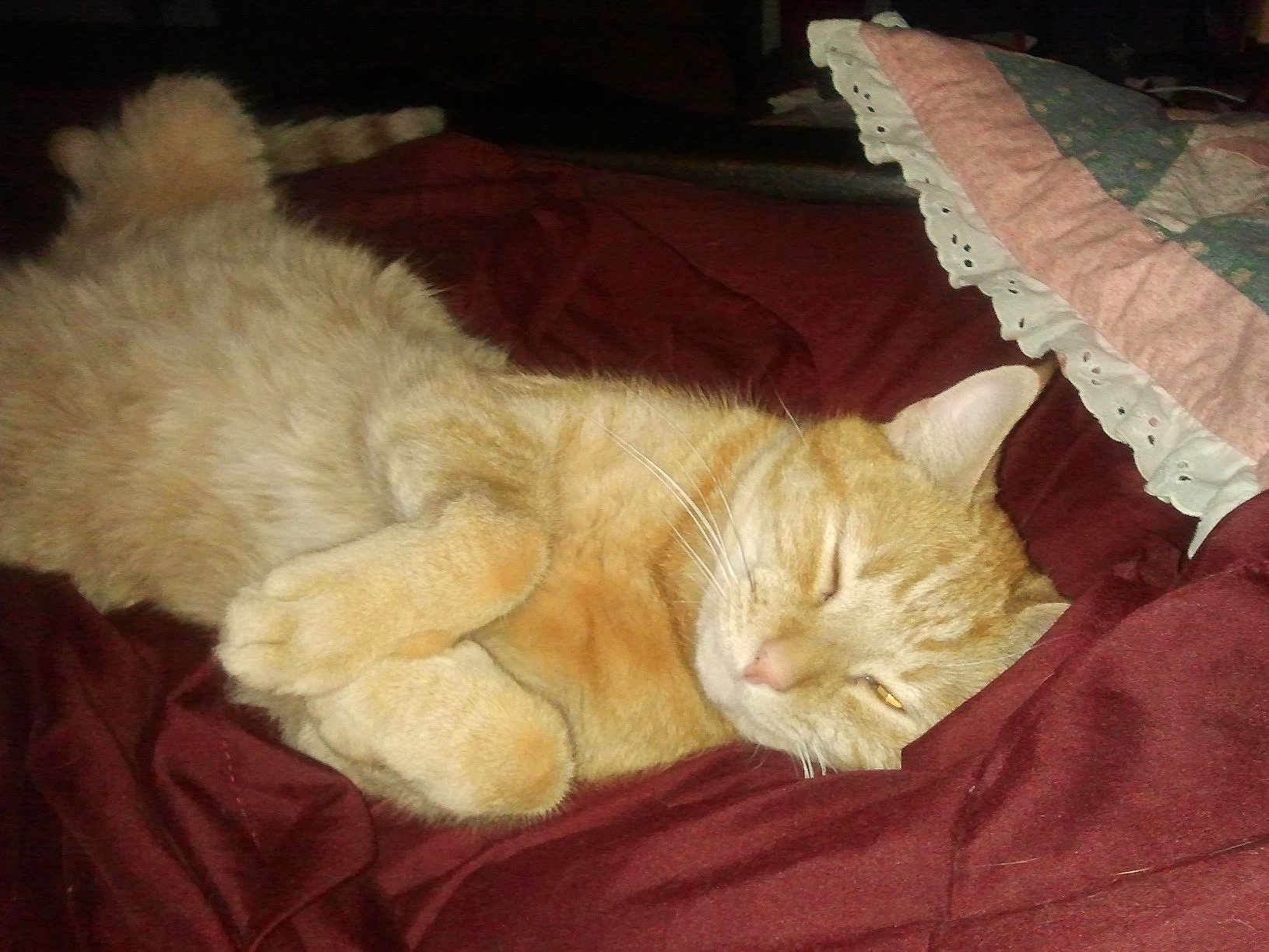 Caesar is registered to the contest to win money with this photo: cat, orange_cat, sleeping, curled_up, blanket, quilt, pillow, indoor, pet, fur, whiskers, relaxed, cozy, resting, cute, domestic_cat, animal, mammal, tabby, nap